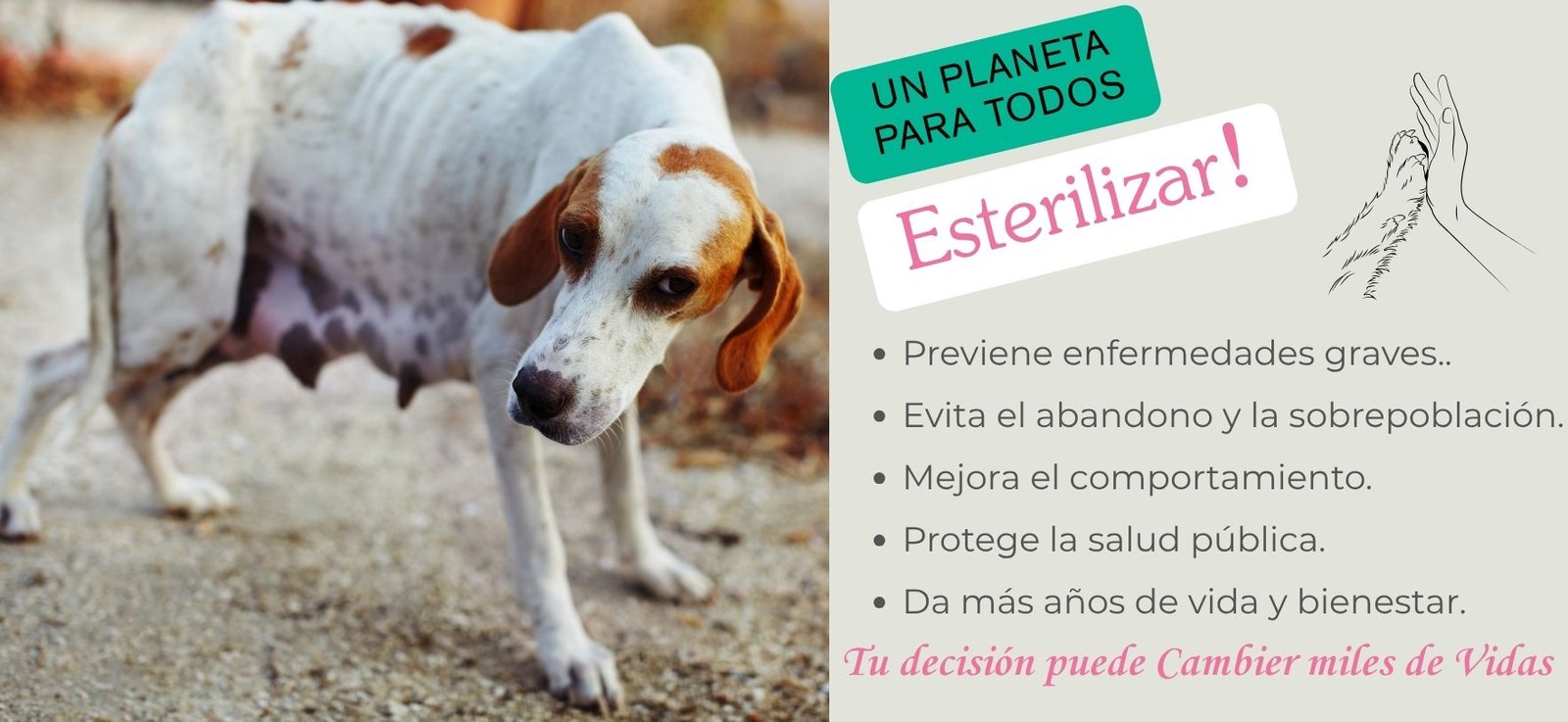 esteriliza