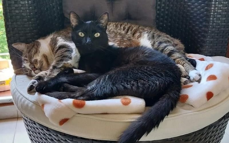 historia de amor con mi mascota - Ciri y Lluvia hermanos juntos en legado y despedida.