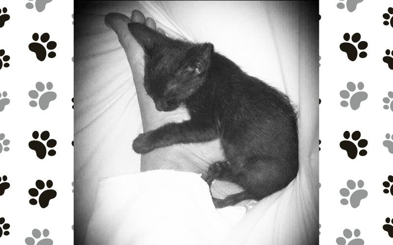 historia de amor con mi mascota - adopción y despedida de Ciri.